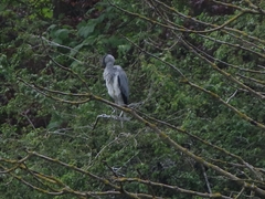 Ardea cinerea cinerea