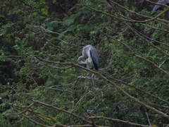 Ardea cinerea cinerea