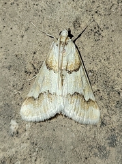 Pseudoschinia elautalis