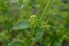 Cruciata glabra