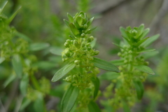 Cruciata glabra