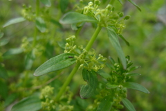 Cruciata glabra