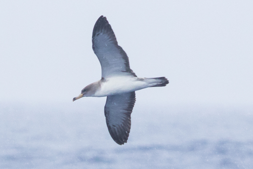 Cory's Shearwater