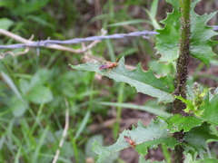 Trogomorpha arrogans