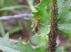 Trogomorpha arrogans