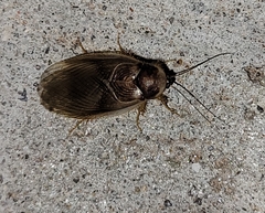 Eremoblatta subdiaphana