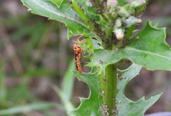 Trogomorpha arrogans