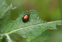 Chrysolina varians