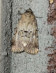 Properigea continens