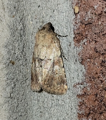 Properigea continens