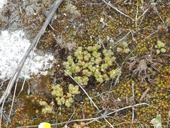 Sedum arenarium
