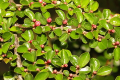Cotoneaster hjelmqvistii