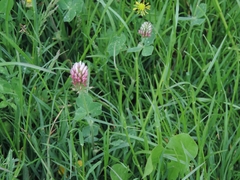 Trifolium incarnatum molinerii