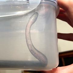 Lycodonomorphus inornatus