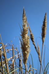 Cortaderia rudiuscula