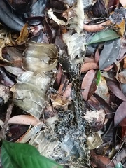 Naja guineensis