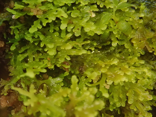 Image of Riccardia multifida by (c) Christian Berg, some rights reserved (CC BY)