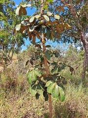 Didymopanax macrocarpus