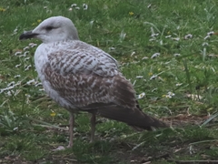 Larus argentatus
