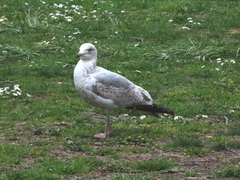 Larus argentatus