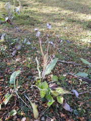Senecio smithii