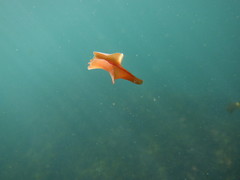 Yungia aurantiaca