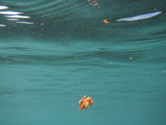 Yungia aurantiaca