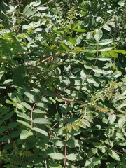 Rhus coriaria image