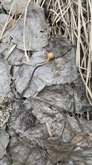 Dumontinia tuberosa