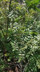 Rhus coriaria image