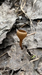 Dumontinia tuberosa