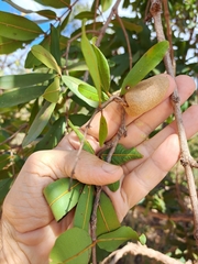 Qualea