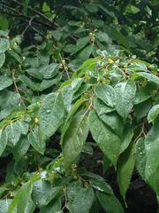 Diospyros virginiana