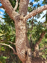 Qualea
