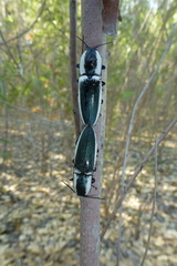 Chalcolepidius webbi