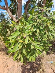 Qualea
