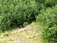 Vulpes vulpes deletrix