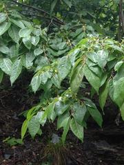 Diospyros virginiana