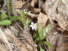 Claytonia caroliniana