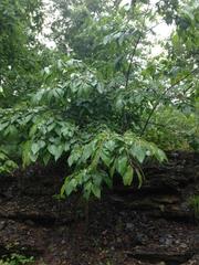 Diospyros virginiana