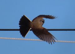 Xanthocephalus xanthocephalus