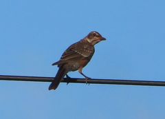 Xanthocephalus xanthocephalus