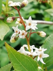 Deutzia lemoinei