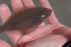 Psettichthys melanostictus