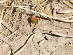 Edessa rufomarginata