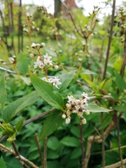 Deutzia lemoinei