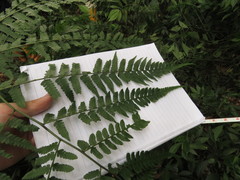 Diplazium laxifrons