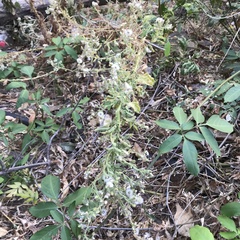 Pseudoconyza