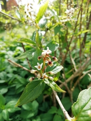 Deutzia lemoinei