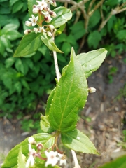 Deutzia lemoinei